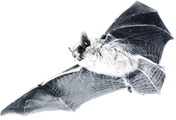 Eastern Small-footed Myotis is listed as an endangered species under the
Endangered Species act, which protects both the bat and its habitat.